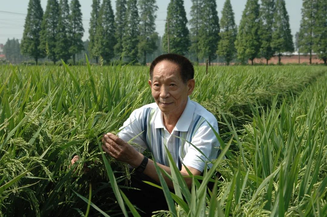 55年前，袁隆平這個(gè)"叛逆"結(jié)論，跨過"禁區(qū)"